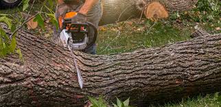 Best Tree Removal  in Taylorsville, MS